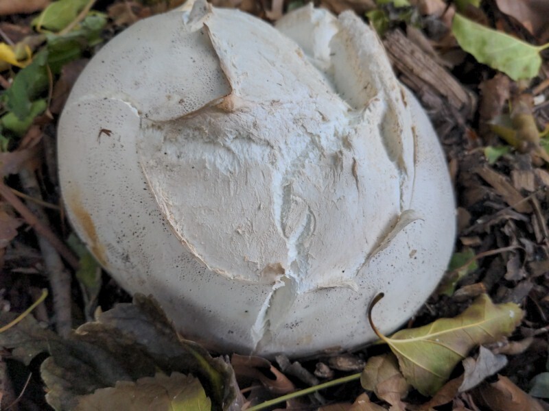 Calvatia gigantea · November 2025 · photo: © irag (iNaturalist, cc0)