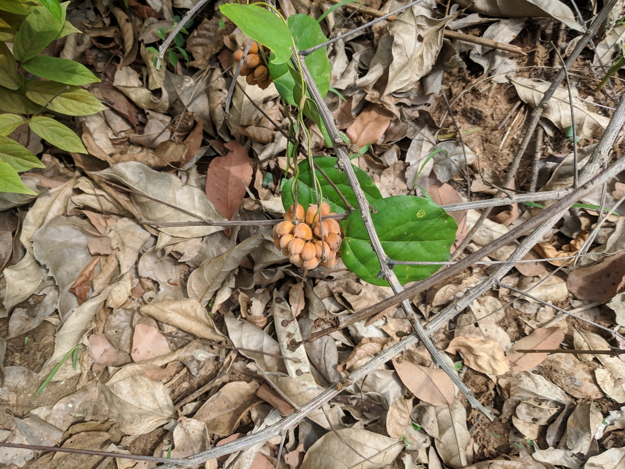 Triclisia subcordata
