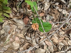 Triclisia hirta (Triclisia)