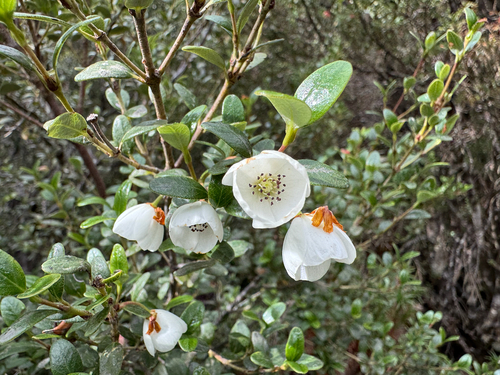 Eucryphia milliganii, photograph 5