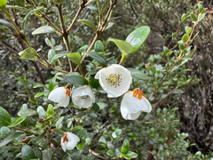 Eucryphia milliganii, photograph (c) Caleb Catto, some rights reserved (CC BY)