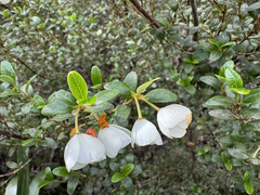 Eucryphia milliganii, photograph (c) Caleb Catto, some rights reserved (CC BY)
