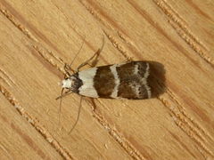 Eulechria triferella