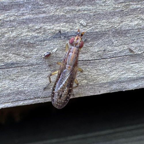 Unknown species found near Jefferson County, US-AL, US