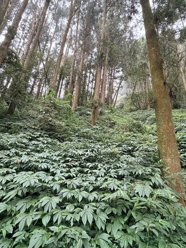 Elatostema platyphylloides iNat (1)