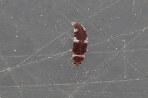 Neoconis