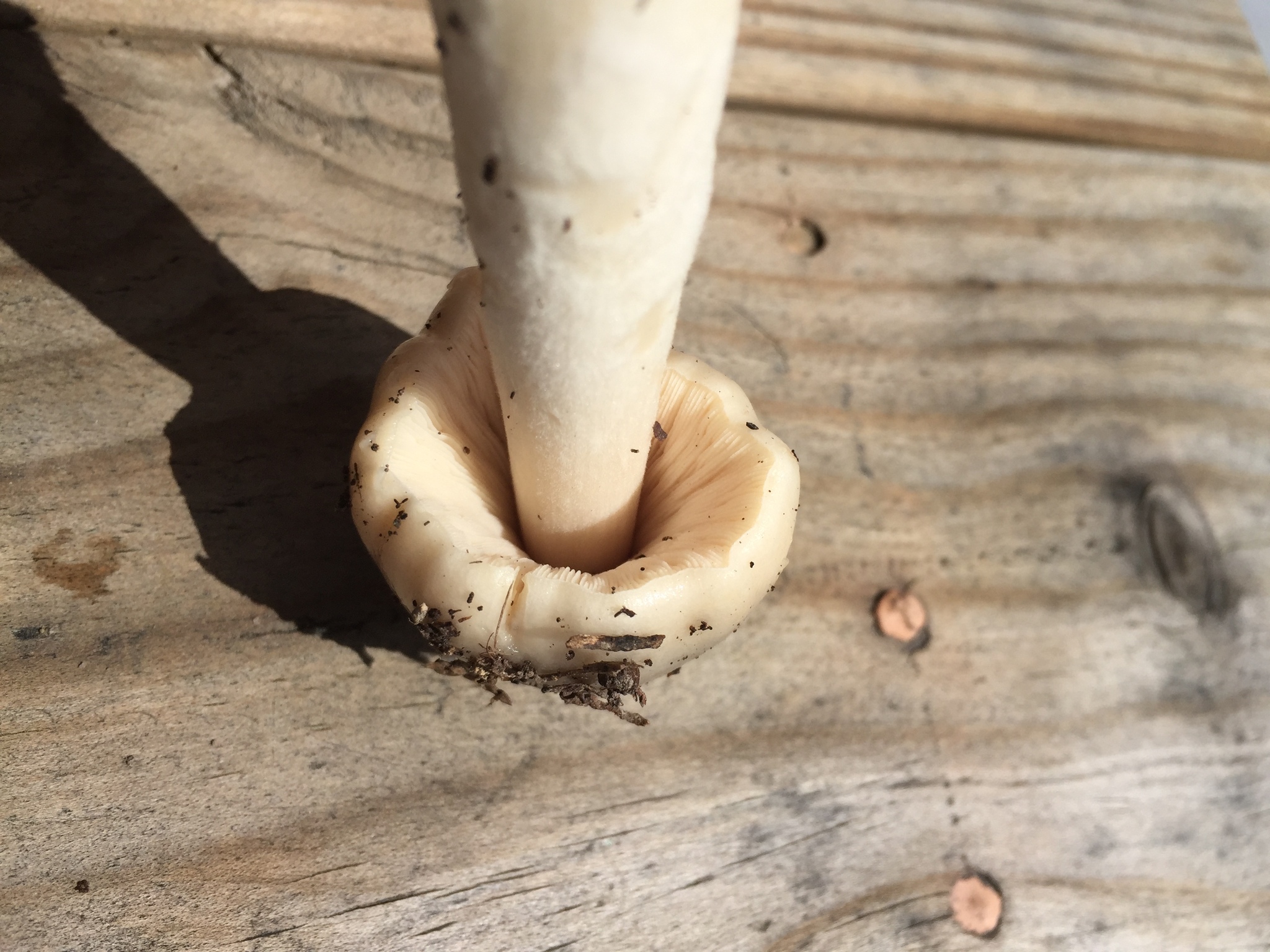 Volvariella gloiocephala image