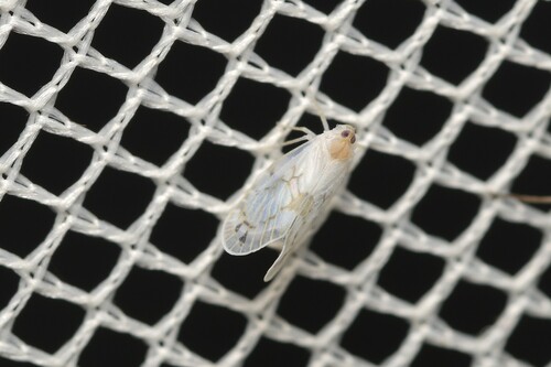 Levu vitiensis observed 2025-10-25
