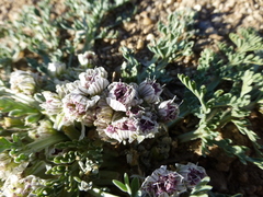 Cymopterus