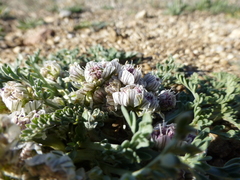 Cymopterus
