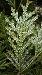 Thujopsis dolabrata