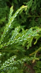 Thujopsis dolabrata