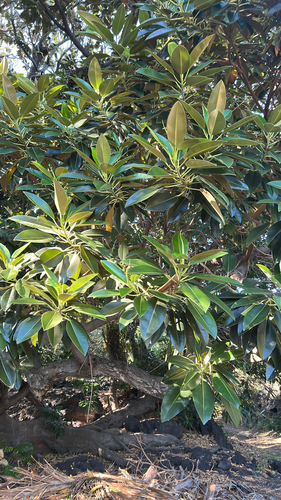 Ficus macrophylla observed 2025-10-22