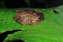 Ingerophrynus divergens