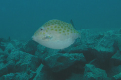 Anoplocapros inermis