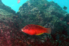 Pseudolabrus luculentus