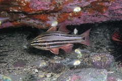 Ostorhinchus limenus