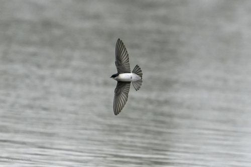 iNaturalist observation photo of Tree Swallow