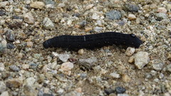 Proserpinus flavofasciata