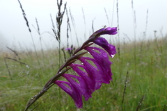 Gladiolus communis
