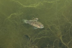 Redigobius macrostoma