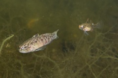 Redigobius macrostoma