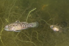 Redigobius macrostoma