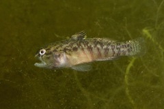 Redigobius macrostoma