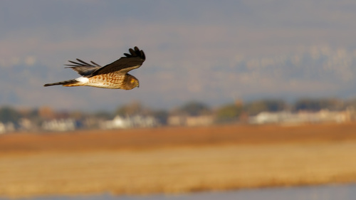 Northern Harrier photographed in Utah