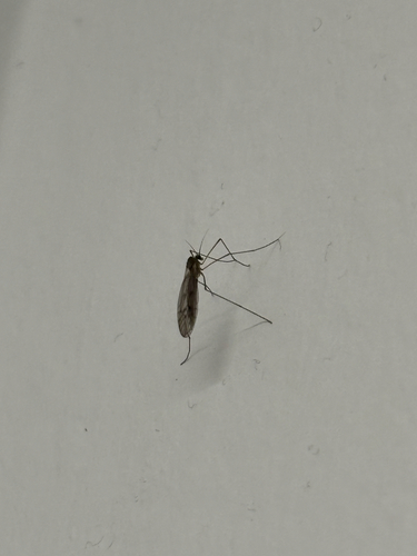 Unknown species found near Maywood St, Worcester, MA, US