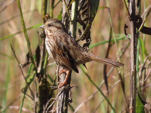 Song Sparrow photographed in Oklahoma