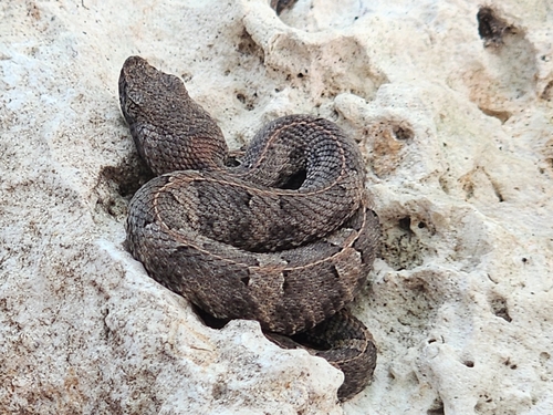 Yucatán Hognose Viper