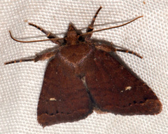 Pseudorthodes vecors