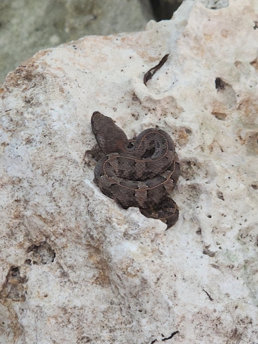 Yucatán Hognose Viper