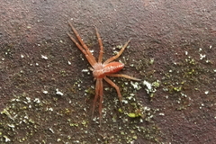 Philodromus rufus pacificus