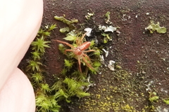 Philodromus rufus pacificus