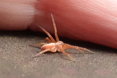 Philodromus rufus pacificus