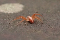 Philodromus rufus pacificus