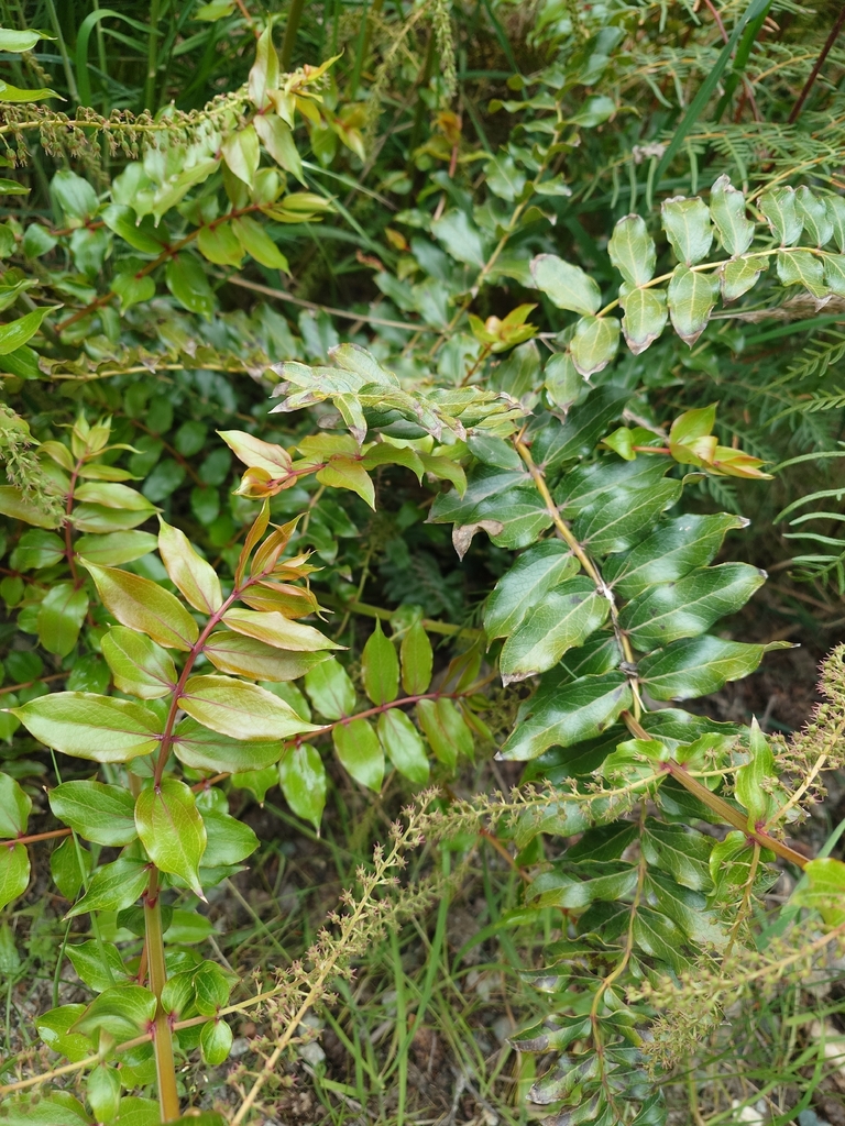 Coriaria sarmentosa