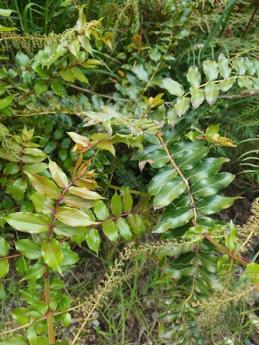 Coriaria sarmentosa G.Forst.
