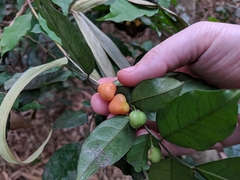 Wild Coffee (Carpolobia alba)