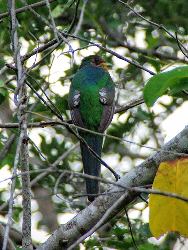 Apaloderma narina