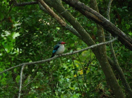 Halcyon senegaloides