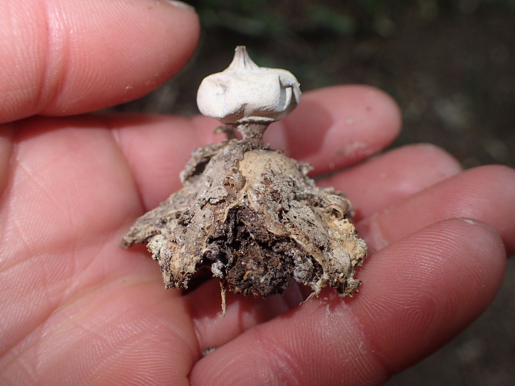 Geastrum tenuipes · November 2025 · photo: © fuligogirl (iNaturalist, cc-by)