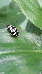 Alagoasa trifasciata