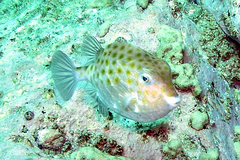 Anoplocapros inermis