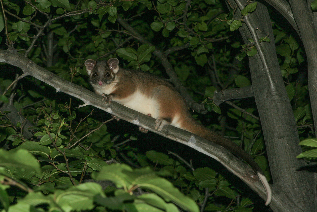 Common Ringtail Possum