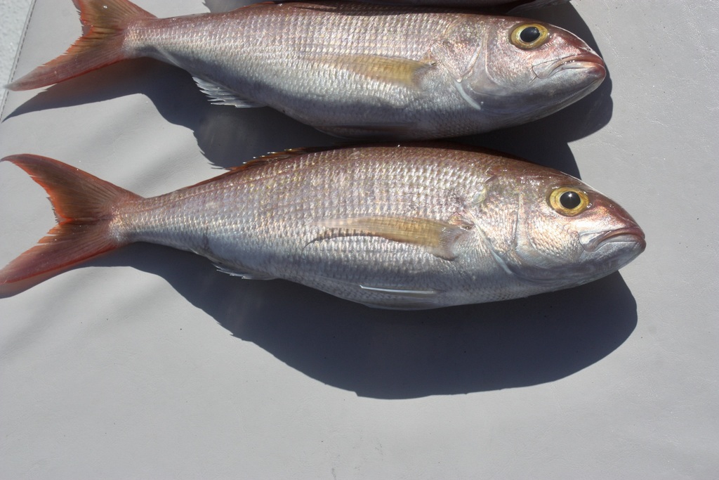 Bluespot jobfish (Pristipomoides filamentosus) — Lutjanidae