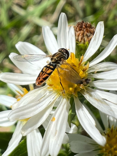 Unknown species found near Garfield, AR, US