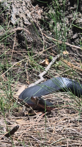 Red-bellied Black Snake sighting